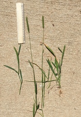 Hordeum pusillum