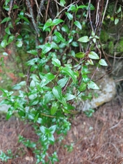 Ageratina gracilis
