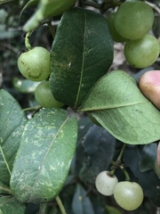 Cissus trianae