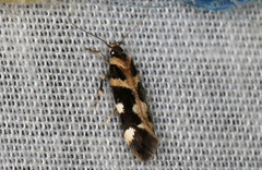 Macrobathra bigerella