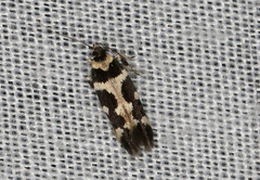 Macrobathra bigerella