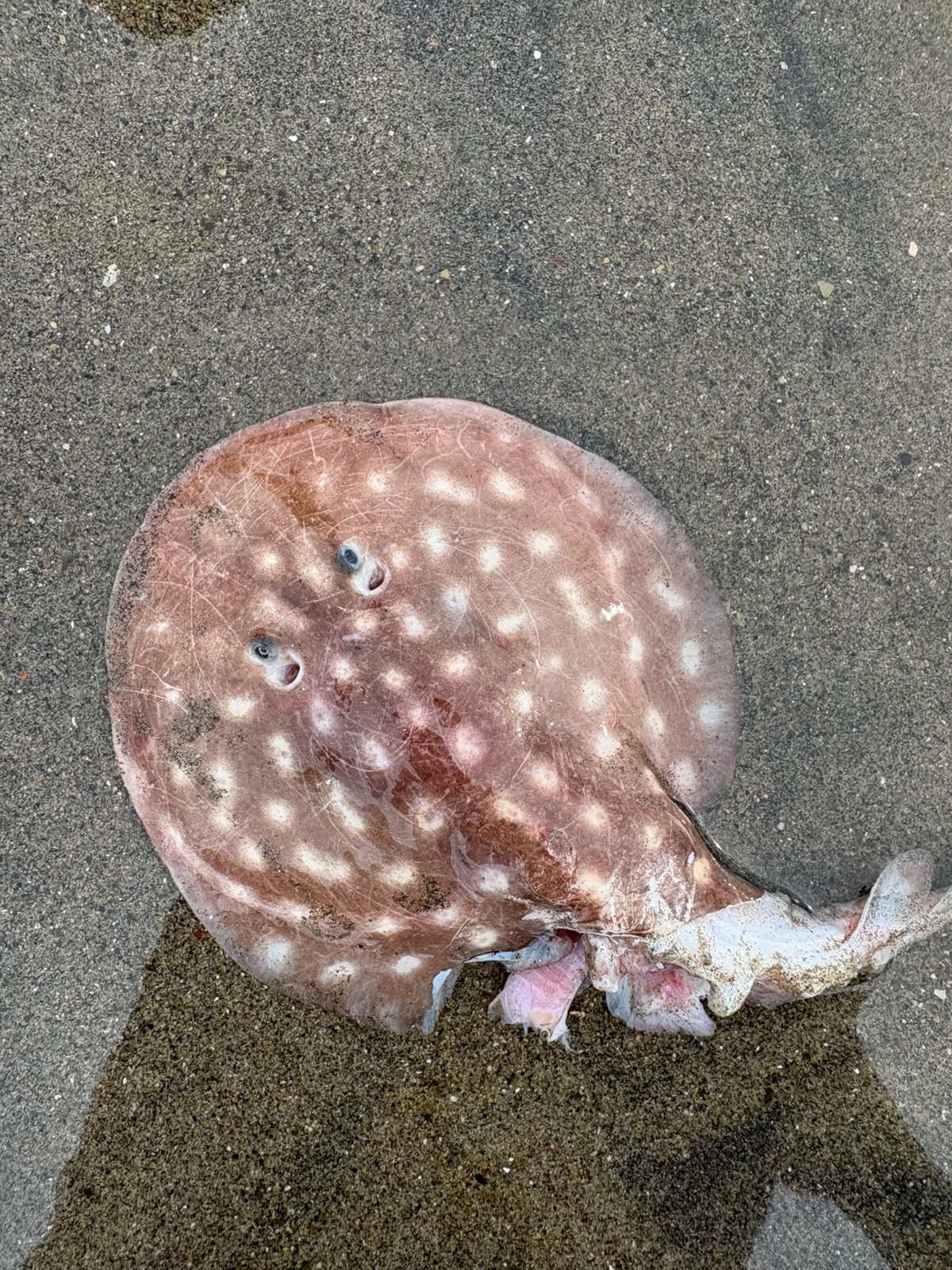 Leopard Numbfish photo 2