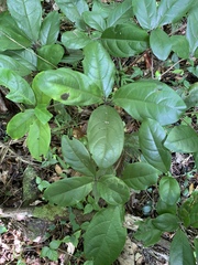 Cordia borinquensis