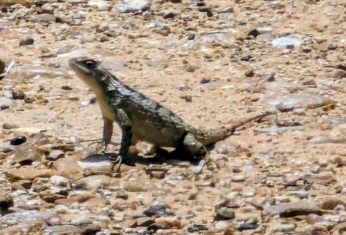 Texas Spiny Lizard