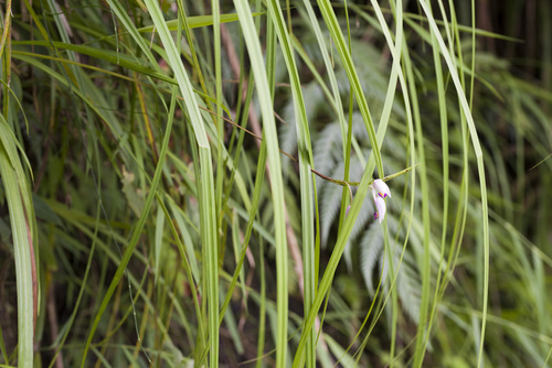 Bletilla formosana, photograph 5