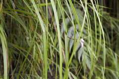 Bletilla formosana, photograph (c) Licheng Shih, some rights reserved (CC BY)