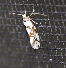 Lactura cristata