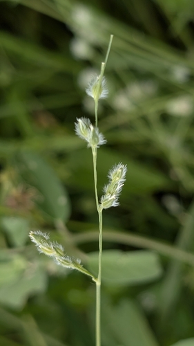 Fringed Signal Grass