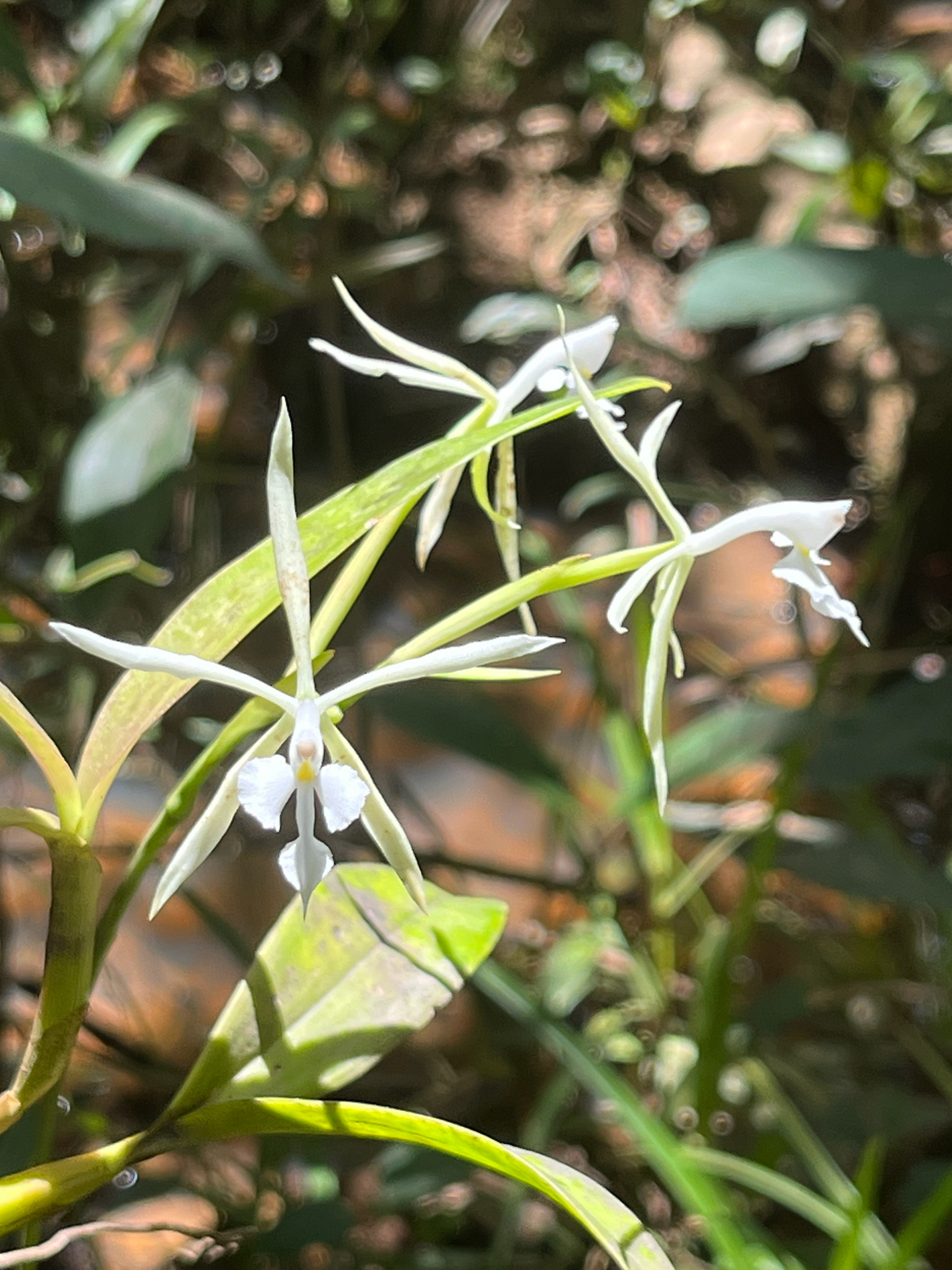 Epidendrum viviparum