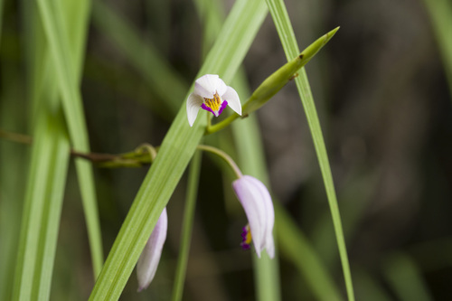 Bletilla formosana, photograph 4