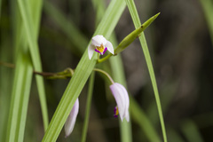 Bletilla formosana, photograph (c) Licheng Shih, some rights reserved (CC BY)