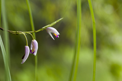 Bletilla formosana, photograph (c) Licheng Shih, some rights reserved (CC BY)