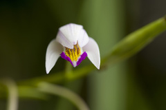 Bletilla formosana, photograph (c) Licheng Shih, some rights reserved (CC BY)