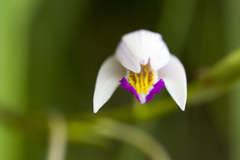 Bletilla formosana, photograph (c) Licheng Shih, some rights reserved (CC BY)