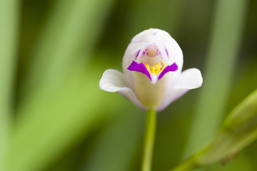 Bletilla formosana, photograph 6