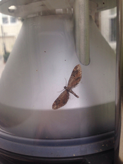 Eupithecia subapicata