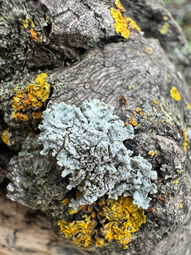 Frosted Rosette Lichen
