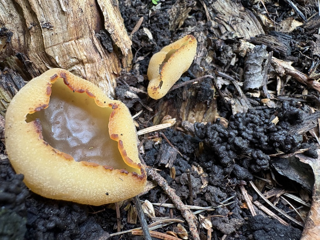 Peziza sp. 'varia-AK01'