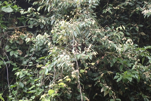 Styrax suberifolius, photograph 5