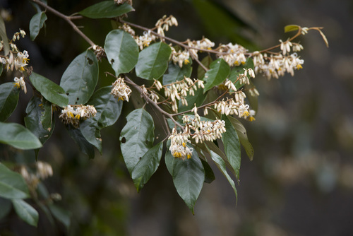 Styrax suberifolius, photograph 4