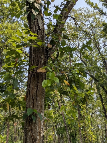 Shorea robusta observed 2026-06-08