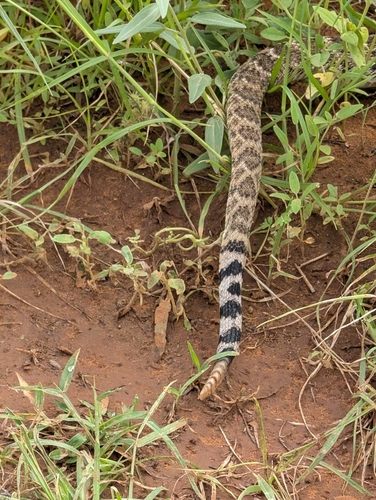 Western Diamond-backed Rattlesnake
