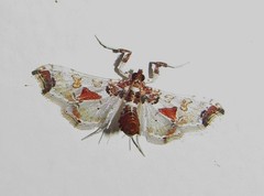 Neoleucinodes elegantalis