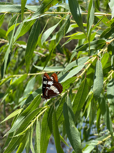 iNaturalist observation photo of Lorquin's Admiral