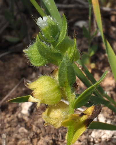 Nonea echioides, 2026-04-19