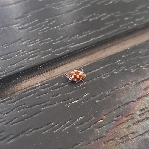 18-spot Ladybird