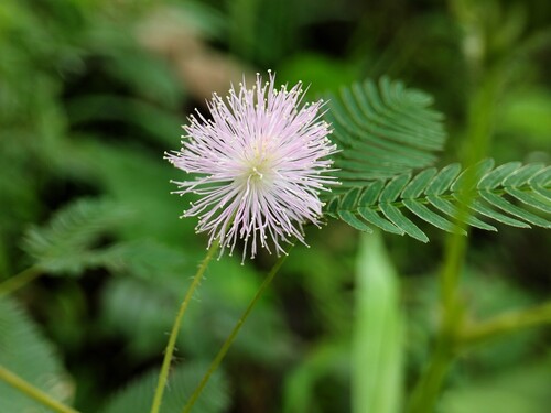 Mimosa pudica
