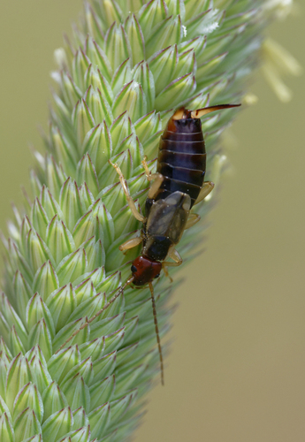 iNaturalist observation photo of Western Earwig