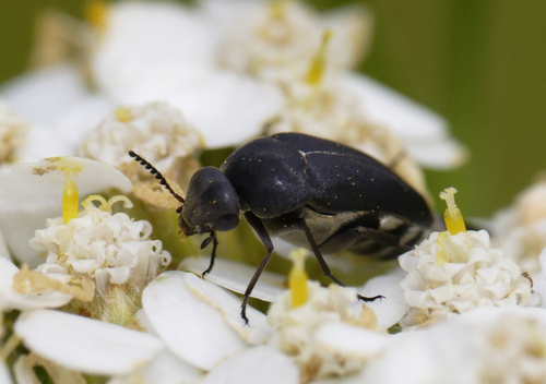 iNaturalist observation photo of Mordella