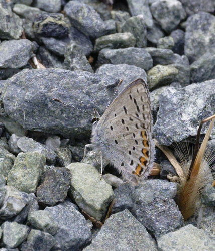 iNaturalist observation photo of Acmon Blue