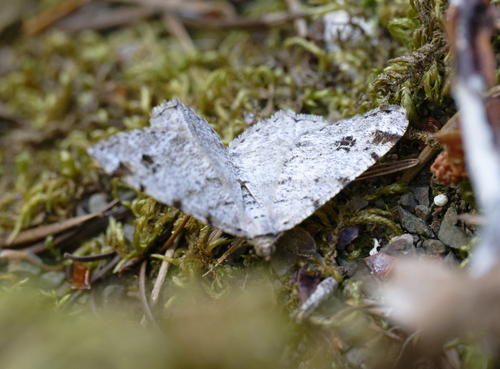 iNaturalist observation photo of Macaria