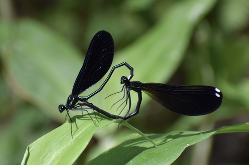Ebony jewelwing