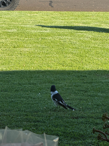 Pied Butcherbird