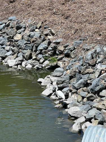 iNaturalist observation photo of Snowy Egret