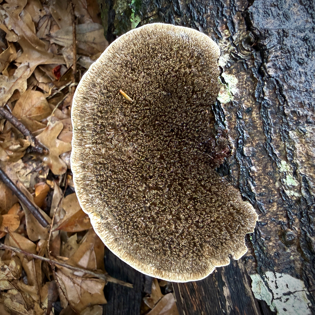 Hairy Hexagonia · June 2026 · photo: Photo: (c) Caroline Kane, some rights reserved (CC BY) · iNaturalist