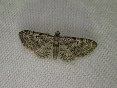 Eupithecia dodoneata