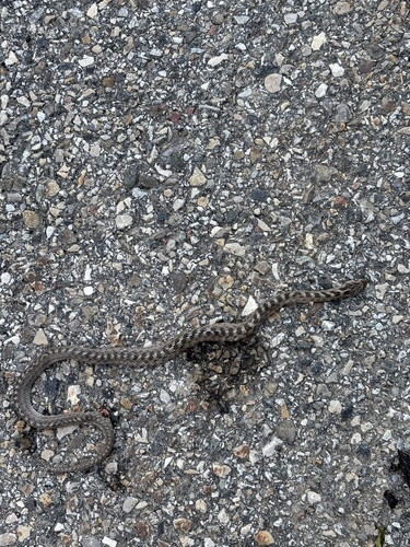 Southern Smooth Snake