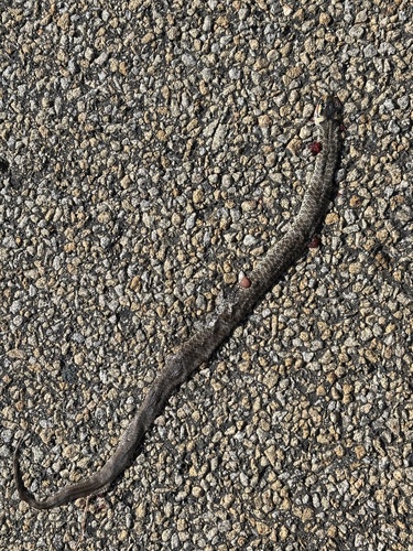 Aesculapian Snake