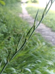 (c) Michal Honskus, some rights reserved (CC BY) Gladiolus italicus, photograph (c) Michal Honskus, some rights reserved (CC BY)