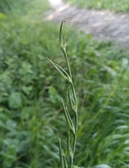 (c) Michal Honskus, some rights reserved (CC BY) Gladiolus italicus, photograph (c) Michal Honskus, some rights reserved (CC BY)