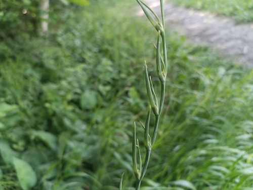 Gladiolus italicus, photograph 4