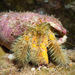 Hairy Hermit Crabs - Photo (c) DavidR.808, some rights reserved (CC BY-NC), uploaded by DavidR.808