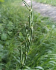 (c) Michal Honskus, some rights reserved (CC BY) Gladiolus italicus, photograph (c) Michal Honskus, some rights reserved (CC BY)