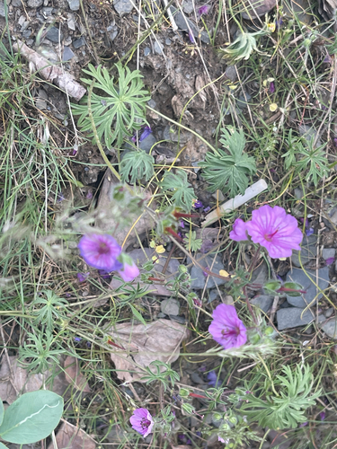 Geranium kotschyi