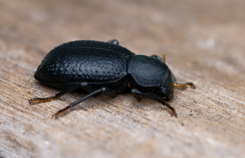 iNaturalist observation photo of Cibdelis