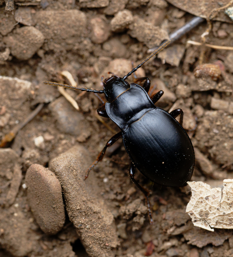 iNaturalist observation photo of Ground Beetles